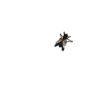 A fly